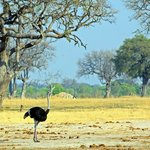Ostrich in Hwange National Park