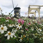 Windmill and flowers