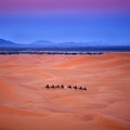 Camel trekking in Morocco
