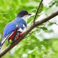 A tocororó, Cuba’s blue-red-and white national bird