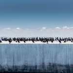 Cormorants off Robben Island