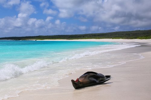 Sea lion on the beach in the Galapagos. 