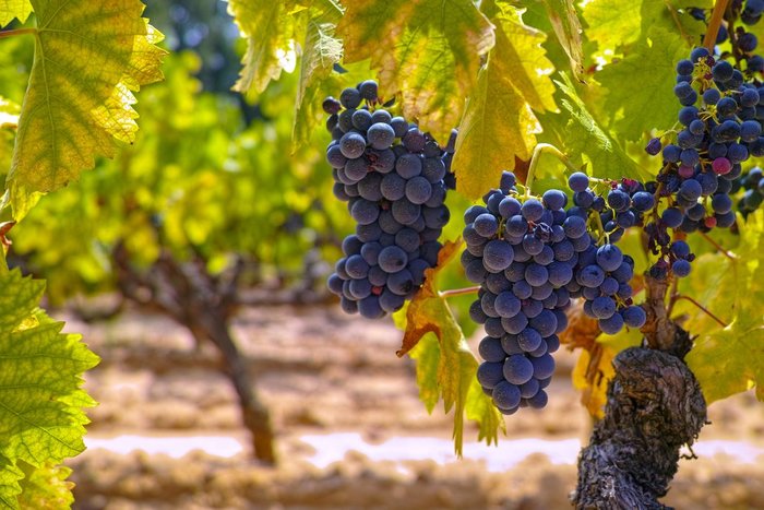 Grapes in local vineyard