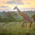 A giraffe at sunset in the Masai Mara National Park
