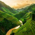 A lush green landscape in the Vietnamese countryside