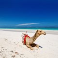 Share beach space with camels at Diani Beach