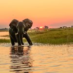 Botswana's majestic wildlife