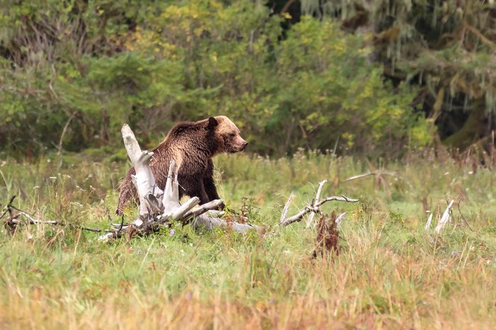 Adult Grizzly Bear spotted at Knight Inlet in the Great Bear Rainforest