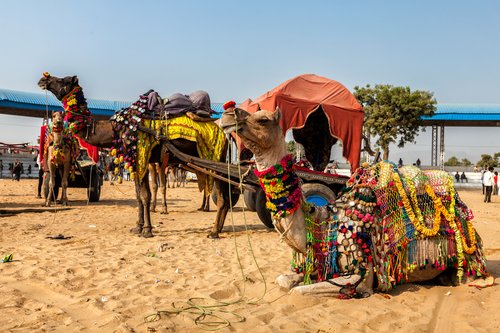 The camel fair in Pushkar, Rajasthan