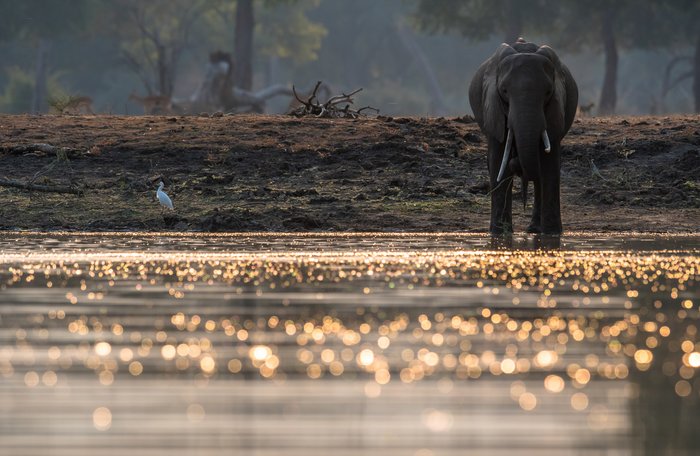Elephant at the Pools