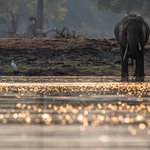 Elephant at the Pools