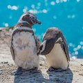 Magellanic penguin family at Peninsula Valdes