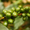 Green coffee beans ripening on the vine