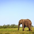 Spot elephants on your South African safari