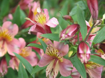 Flowers bloom in Nuwara Eliya, Sri Lanka (Photo courtesy of Pexels)