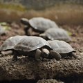 Tiny tortoises of the Santa Cruz breeding center
