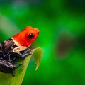 A red-headed poison dart frog 