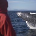 Whale watching is available all year round in Iceland