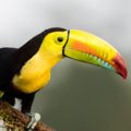 Beautiful Toucan in Corcovado National Park