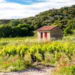 Vineyards near Chateauneuf-du-Pape