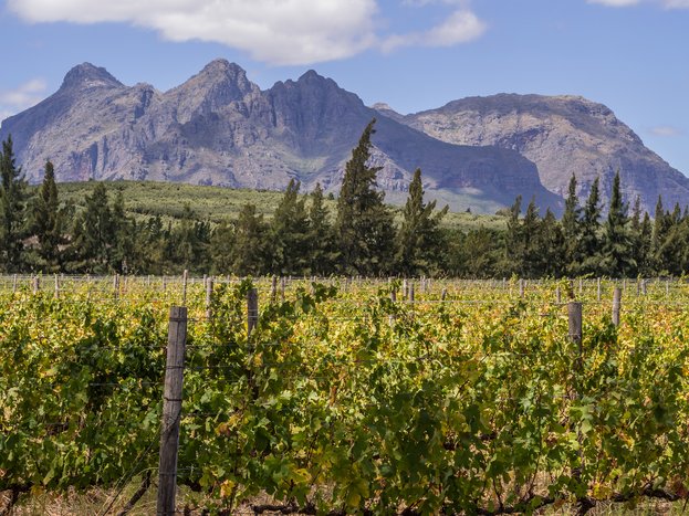 Vineyard in Franschhoek