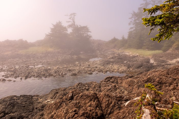 Fog enveloping the rugged coastline of the Pacific Rim