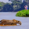 Jaguar in the Cuiaba River, Pantanal