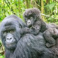A mountain gorilla with her baby