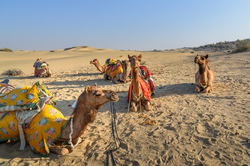 Camels in the Thar Desert in Rajasthan, India
