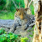 A leopard in Yala National Park, Sri Lanka