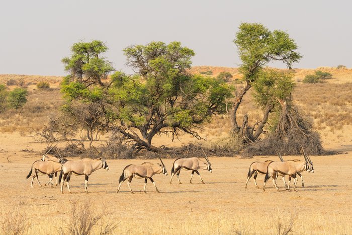 Gemsbok antelope out for a stroll
