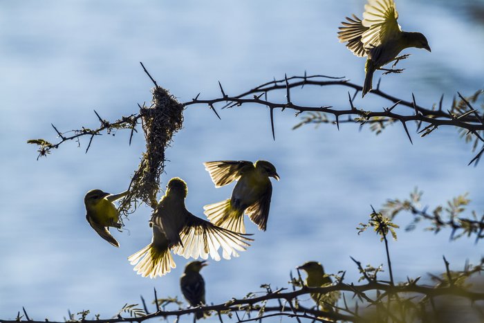 Spectacled weavers in Kruger