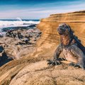 Marine Iguana, Galápagos Islands