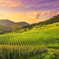 Vineyards in Piedmont, Italy