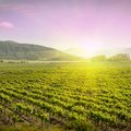 A ripening vineyard in Colchagua Valley