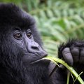See troops of gorillas eating and socializing in Bwindi Impenetrable National Park