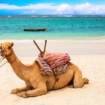 A camel at Diani Beach