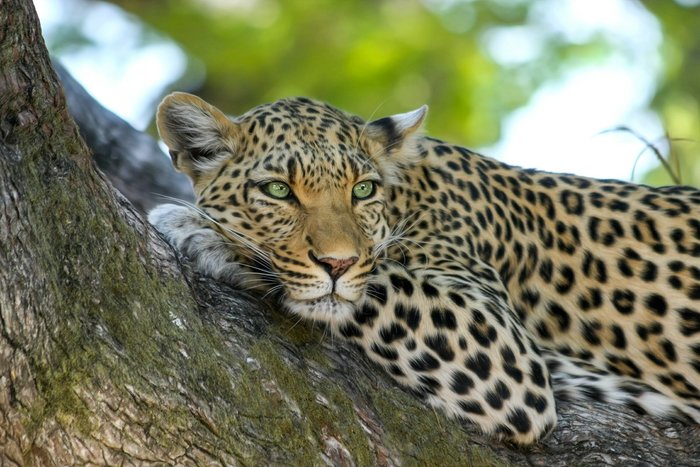 Leopard in Kruger National Park