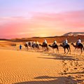 Camel caravan through the Moroccan desert