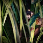 Troops of hundreds of monkeys are a common sight on this trip