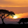 Rhino at sunset