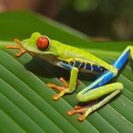 Red-eyed tree frog