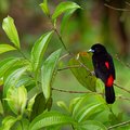 Look for a variety of birds including the scarlet-rumped tanager
