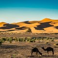 Camels in the Sahara Desert