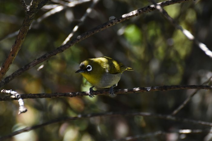 Cape White-Eye Bird