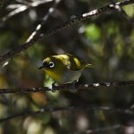 Cape White-Eye Bird