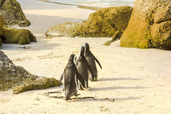 Penguins on parade