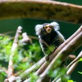 Highly active marmoset monkeys can be spotted on trips into the Ecuadorian Amazon 