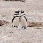 Magellanic Penguins in Punta Tombo