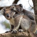 Visit koalas on your Australian family vacation